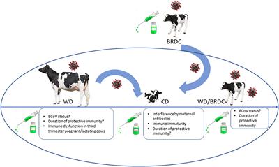 Bovine <mark class="highlighted">Coronavirus</mark> and the Associated Diseases